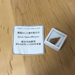 白亜紀モロッコ産】先史時代の古代ワニの歯の化石 特大サイズ - メルカリ