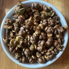 椿の実&空 600g以上