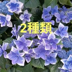 紫陽花 アジサイ苗 コンパクト宅急便発送 1苗のみ - メルカリ