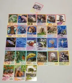 鳥羽水族館 コレクションカード vol.2ラッコ キラ メイ - メルカリ