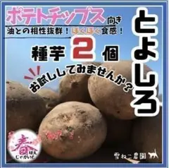 【じゃがいも種芋】「とよしろ」２個！ホクホク食感♡油との相性抜群のポテチ向け品種