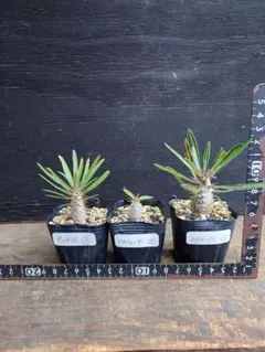 2025年最新】マカイエンセ 実生の人気アイテム - メルカリ