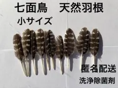 七面鳥の天然羽根（フェザー）NO３　小サイズ　鳥の羽根