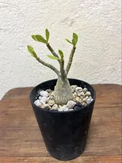 2026年最新】塊根植物の人気アイテム - メルカリ