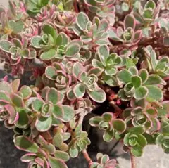 多肉植物 セダム 斑入り トリカラー 抜き苗 1ポット - メルカリ