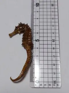 2026年最新】タツノオトシゴ標本の人気アイテム - メルカリ