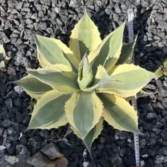 2026年最新】アガベオルカの人気アイテム - メルカリ