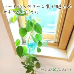 Rosydays様 リクエスト 2点 まとめ商品