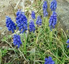 ムスカリ　紫色　球根　寄せ植え