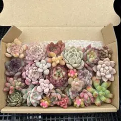 多肉植物カット苗詰め合わせ　寄せ植え　ミニサイズ