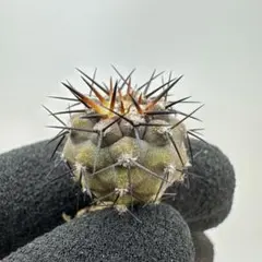 kabo様 リクエスト 4点 まとめ商品