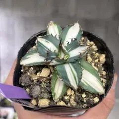 2026年最新】太陽神 アガベの人気アイテム - メルカリ