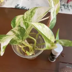 kimie38551110様 リクエスト 2点 まとめ商品