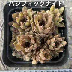 センペルビウム パシフィック レッドタイト 抜き苗 ポットの中全て