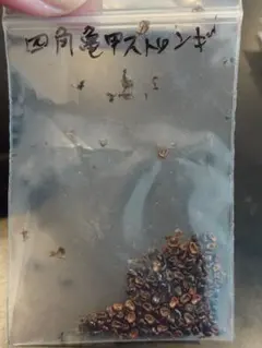 선인장 사각 거북이 껍질, 스트롱일로고눔, 갓 딴 씨앗이 듬뿍