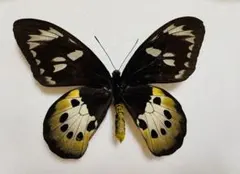 別売り可能】Deliasカザリシロチョウ（スラウェシ島、オス表裏セット