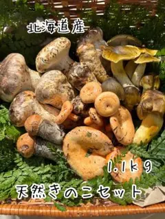 北海道　松茸　250g 訳あり 9/16夕採れ‼️北海道 松茸 A品 国産 松茸 7本 300g - メルカリ