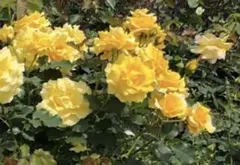 バラ苗　ゴールドバーニー　接木苗