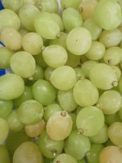 シャインマスカット★信州高山村産★大～中粒1キロ以上！路地最終①