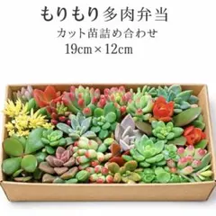 多肉植物カット苗詰め合わせ 19cm x 12cmもりもり多肉弁当