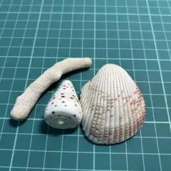 貝殻とサンゴのインテリア置物