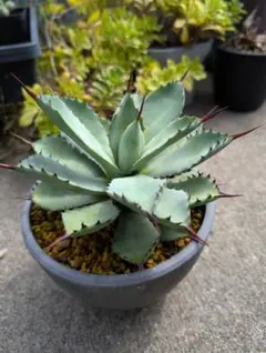 【親株出品】極強刺陽炎曲刺　ハ荒雷神　発根済みコレクション株 2025年最新】陽炎 八荒雷神の人気アイテム - メルカリ