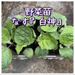 こた様 リクエスト 3点 まとめ商品