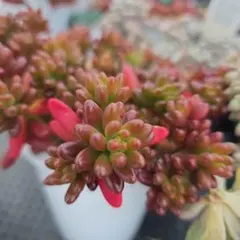 多肉植物 紅稚児4ポット抜き苗 - メルカリ