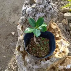 ヨッフィー様 リクエスト 2点 まとめ商品