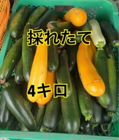 長野県産 朝採り ズッキーニのサムネイル