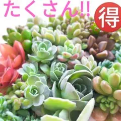 多肉植物 たくさん!! カット苗 寄せ植え セット ラブリーローズなど ③