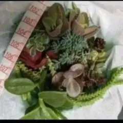 多肉植物　品種色々ssサイズ