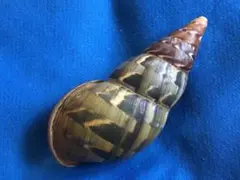 貝標本　ペルーの美しいカタツムリ 貝標本 ペルーの美しいカタツムリ3 - メルカリ