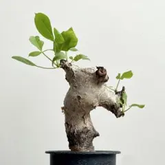 2026年最新】グイドッティの人気アイテム - メルカリ