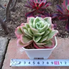 Cook様 リクエスト 2点 まとめ商品