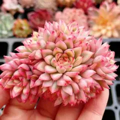 KIKIRAKI様 リクエスト 3点 まとめ商品