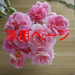 お茶様専用 Lサイズのサムネイル
