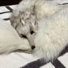 2025年最新】フォックス 襟巻きの人気アイテム - メルカリ