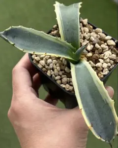 2026年最新】フェロックス 錦 アガベの人気アイテム - メルカリ