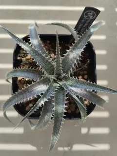 【超希少株】Dyckia ‘The Croc’ cv. ml 超希少株】Dyckia 'The Croc' cv. ml - メルカリ