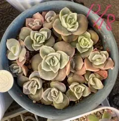 ✾ラブリーローズ　大苗　カット苗　多肉植物 ⑤ ラブリーローズ 多肉 カット苗 【公式通販】