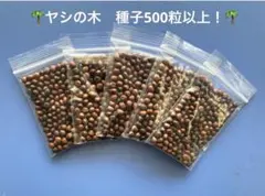 ココスヤシ種子　シルバーリーフ1000個　観葉植物 DSC_6173p.jpg