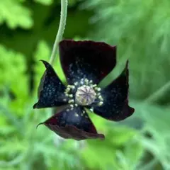 jourm様 リクエスト 2点 まとめ商品