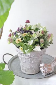 スーパートレニアのアンティークカップ寄せ植え - メルカリ