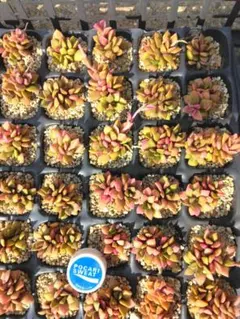 そらのママ様 リクエスト 2点 まとめ商品