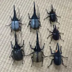 いきもの大図鑑　ヘラクレス　その他6体セットのサムネイル