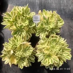 レア ホヤ Hoya archboldiana albomarginata美株 - メルカリ