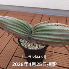 アロエ ストリアツラ 観葉植物 約90cm 健康な根 - メルカリ