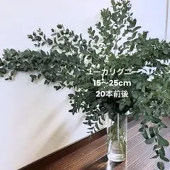2025年最新】ユーカリの人気アイテム - メルカリ