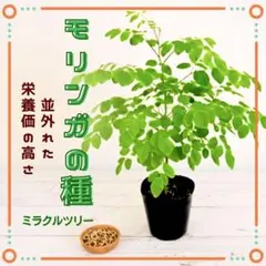 ●食べれる観葉植物　モリンガの種3粒　スーパーフード　ワサビの木　室内栽培可